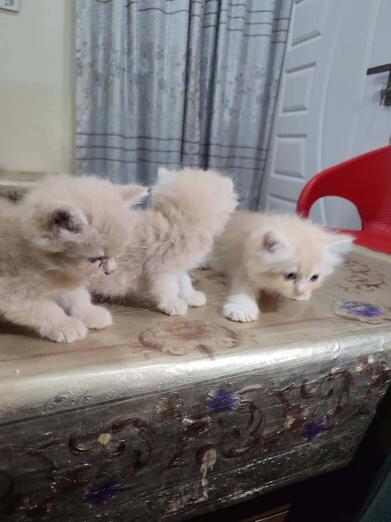 Persion cats 0