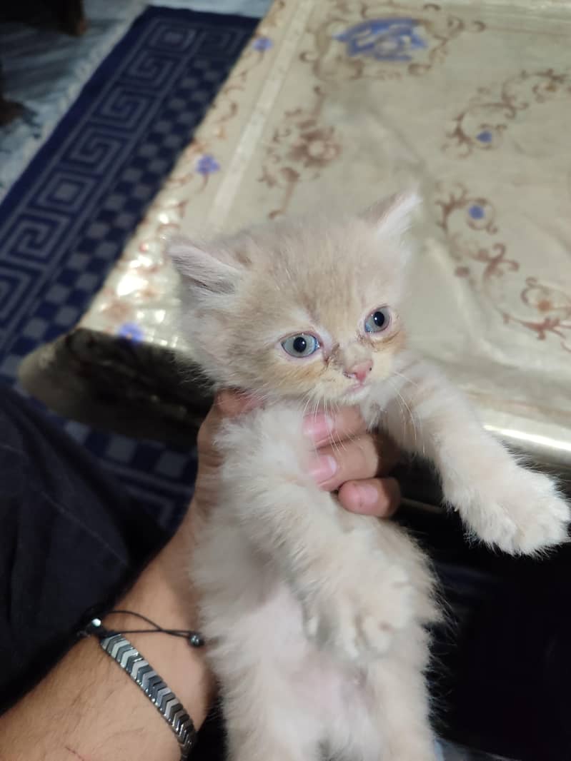 Persion cats 1