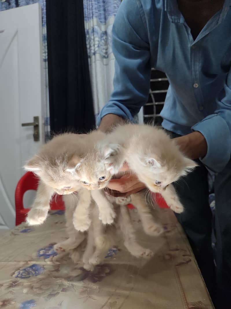 Persion cats 2