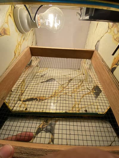 EGGS INCRUBATOR FOR SALE
