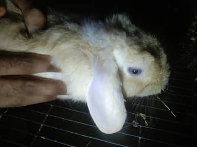 Holland lop blue eyes males