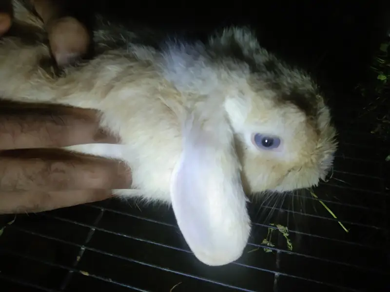 Holland lop blue eyes males
