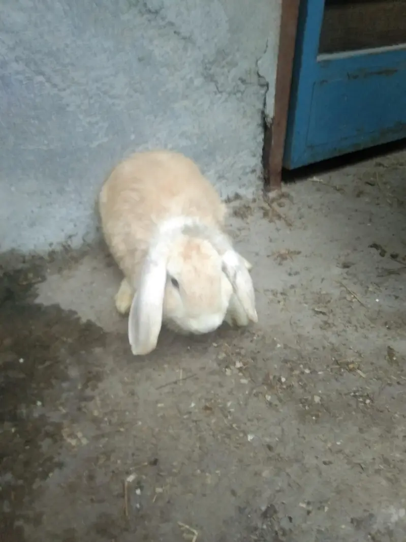 Holland lop blue eyes males — photo 2