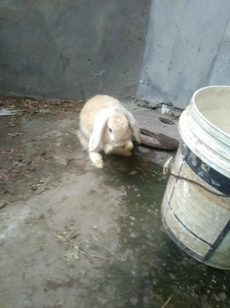Holland lop blue eyes males — photo 3