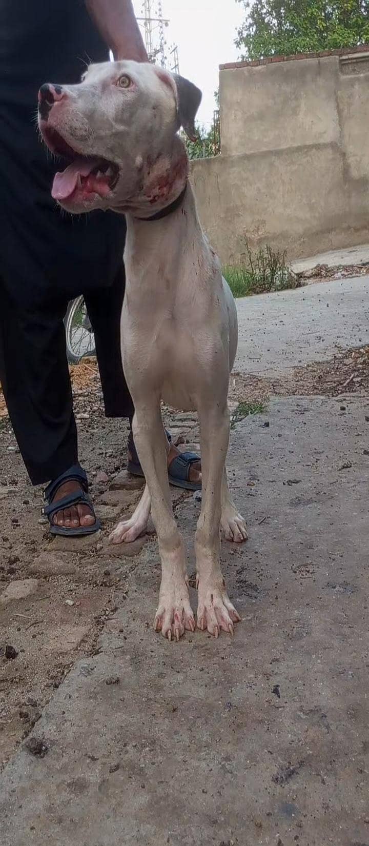 bully pup 1