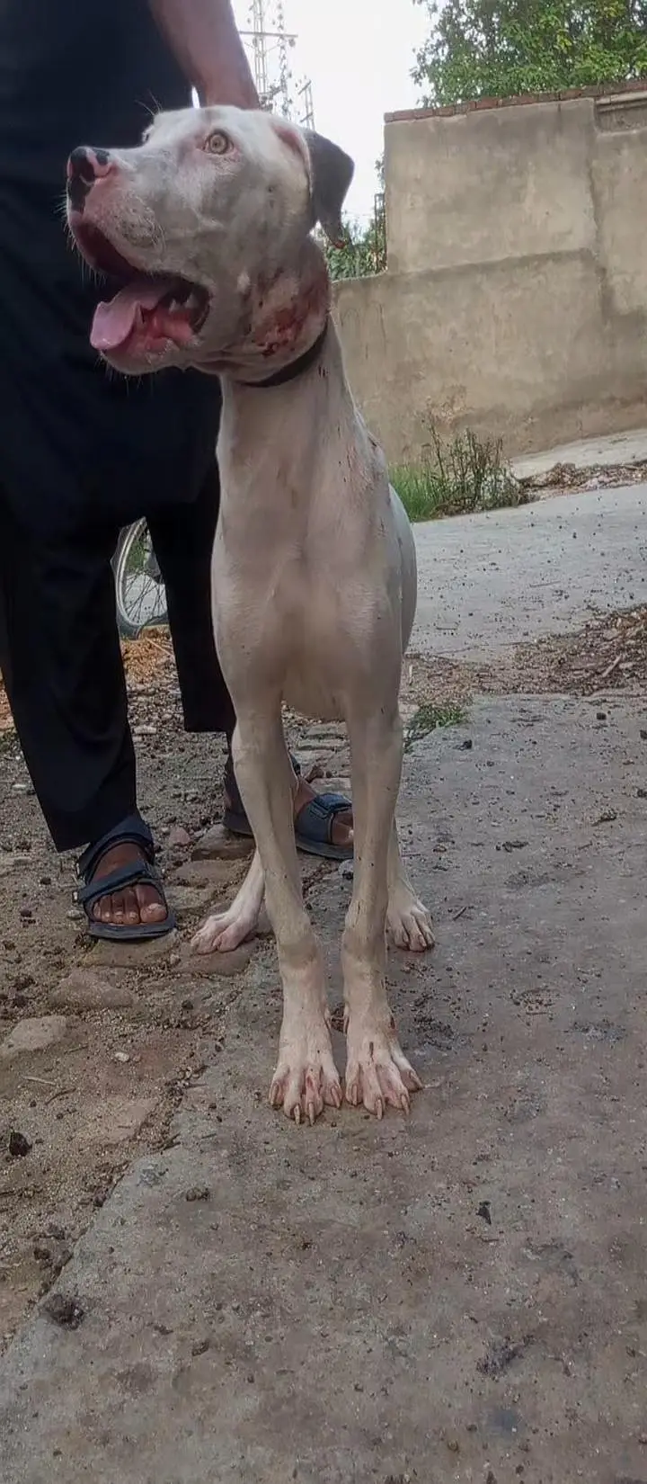 bully pup — photo 2