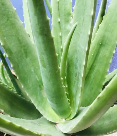 Fresh and healthy Alovera plants with pots