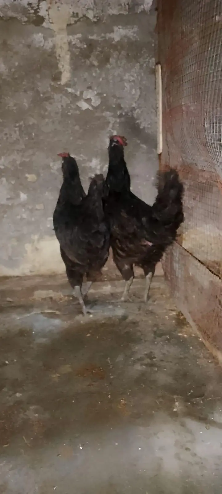 Breeder laka pair and cage and jawa madi long height — photo 7