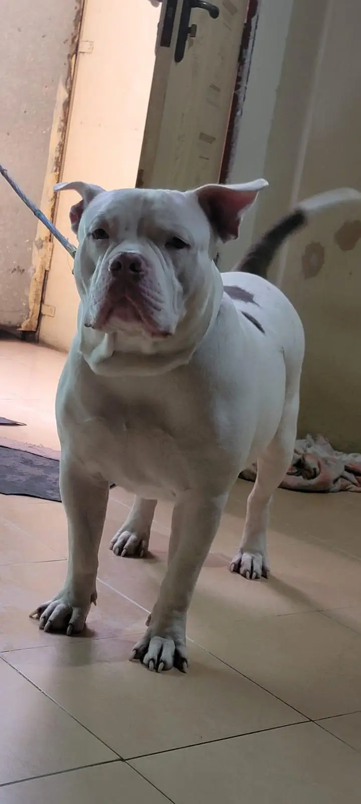 white and brown — photo 2