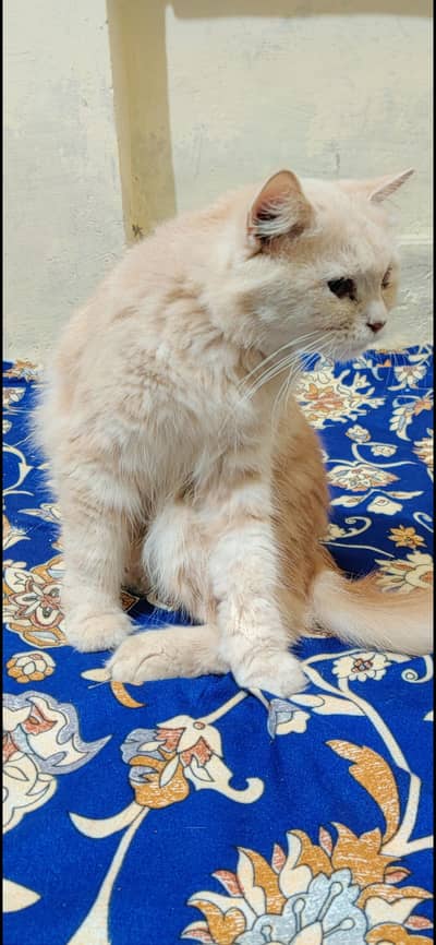 Persian cat with 3 kittens