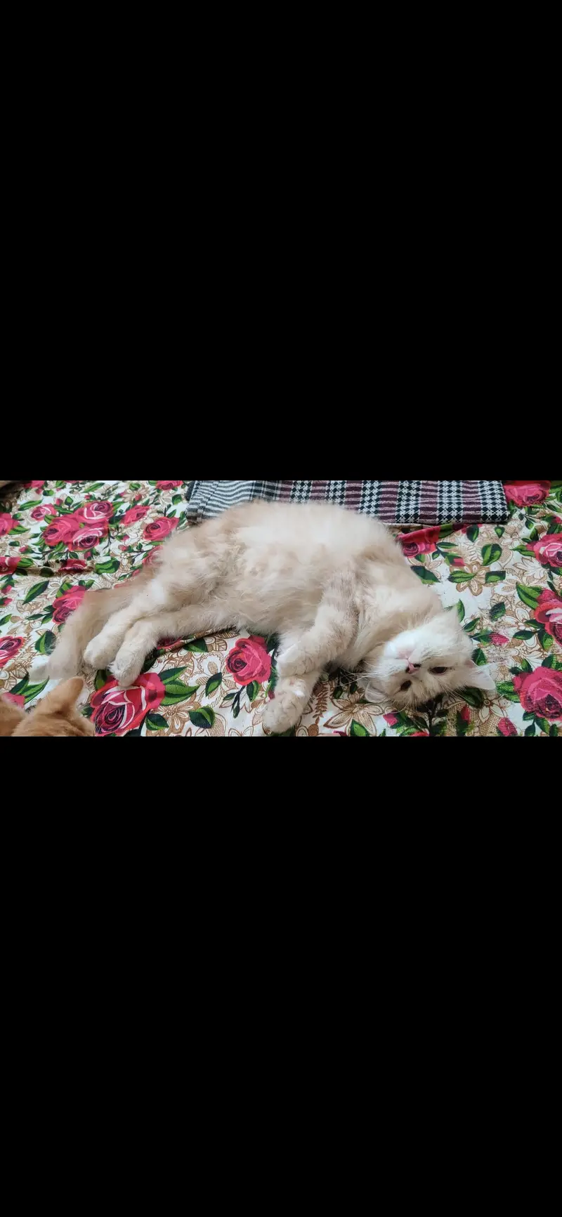 Persian cat with 3 kittens — photo 2