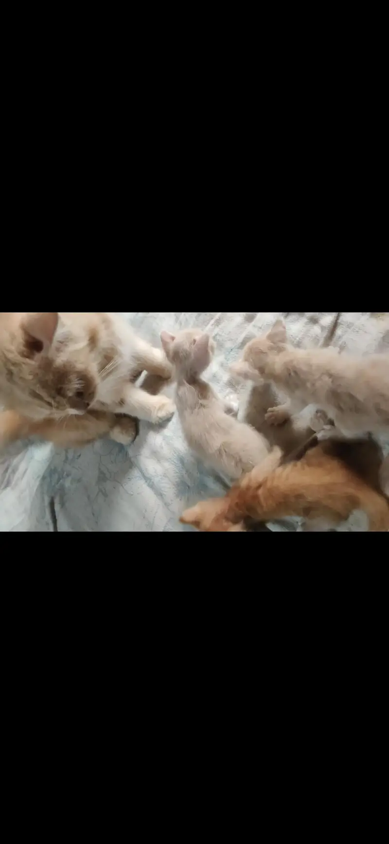 Persian cat with 3 kittens — photo 3