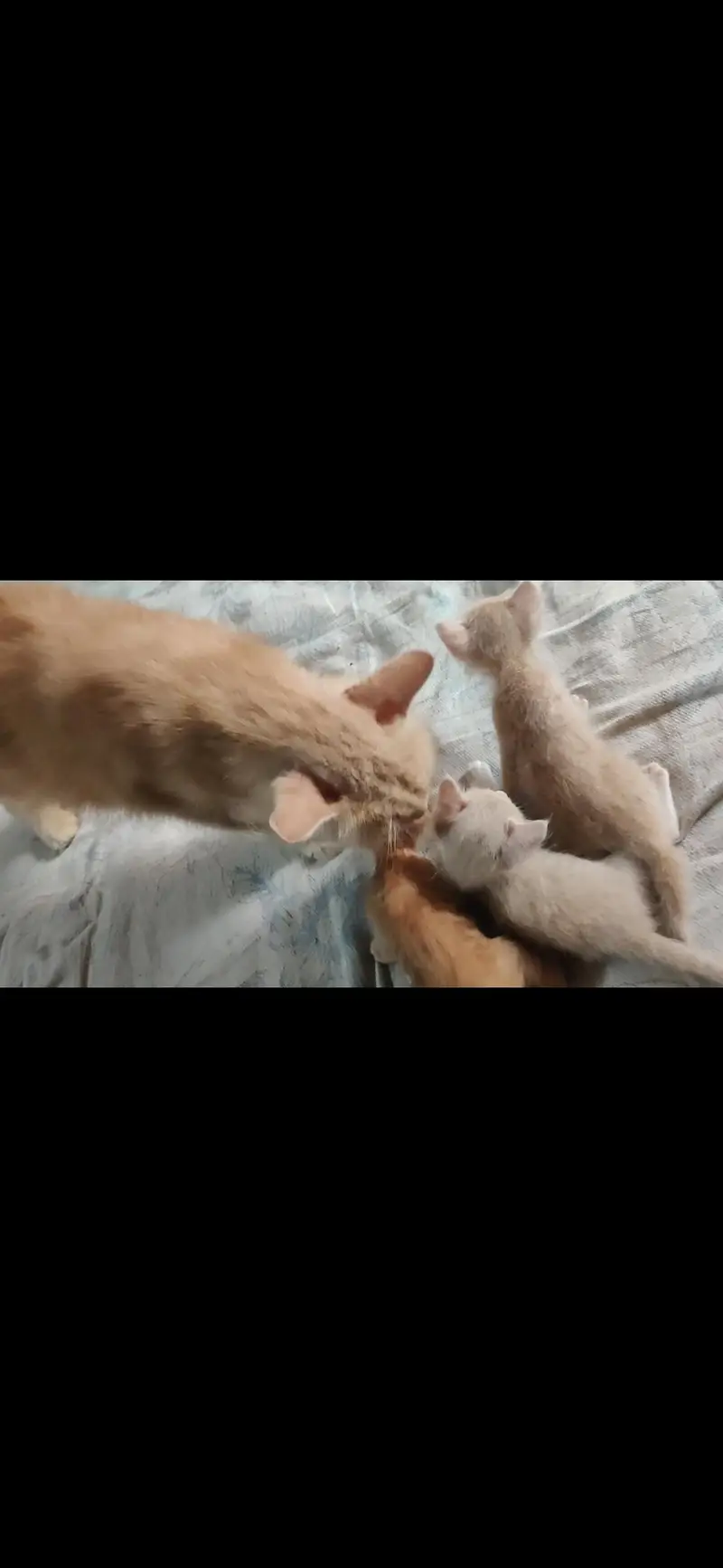 Persian cat with 3 kittens — photo 4