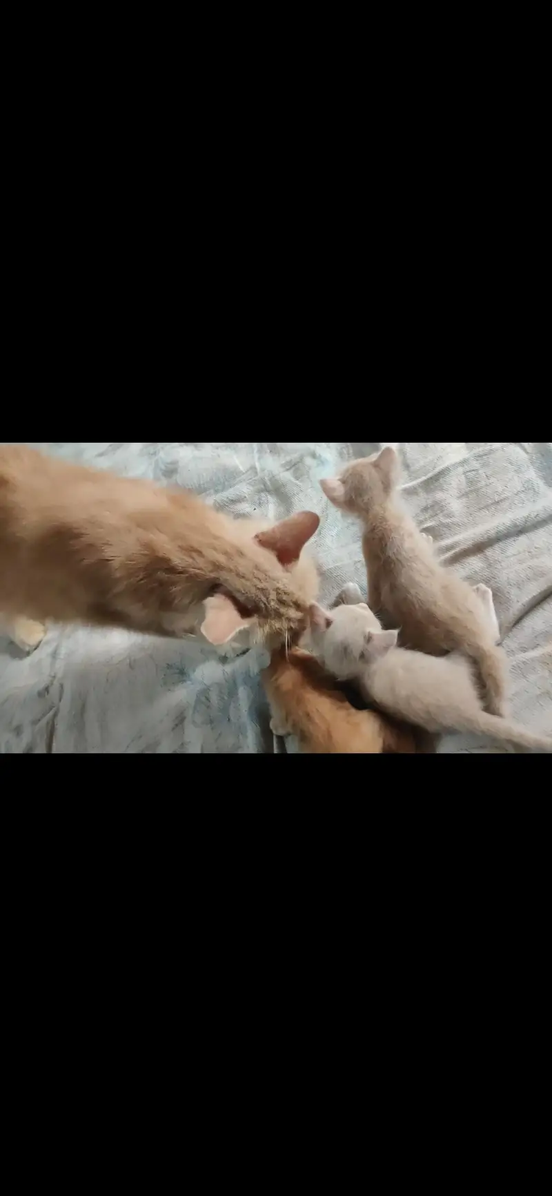 Persian cat with 3 kittens — photo 5