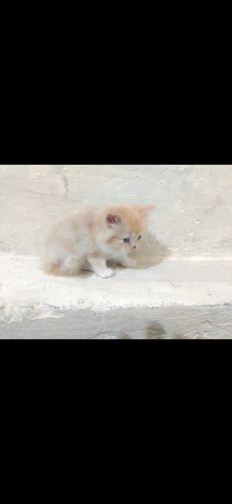 Persian cat with 3 kittens — photo 6