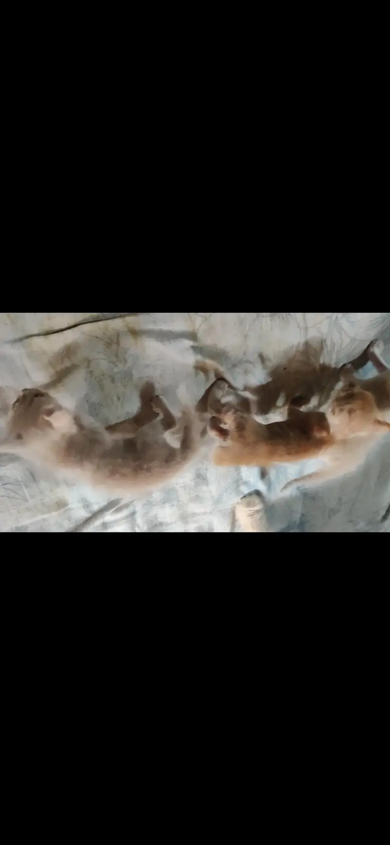 Persian cat with 3 kittens — photo 8