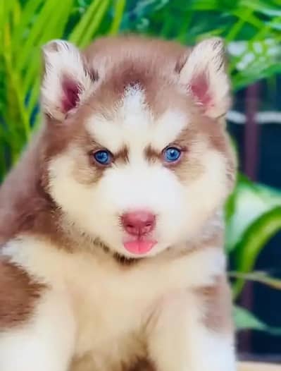 Siberian husky for sale 0346+4647+379