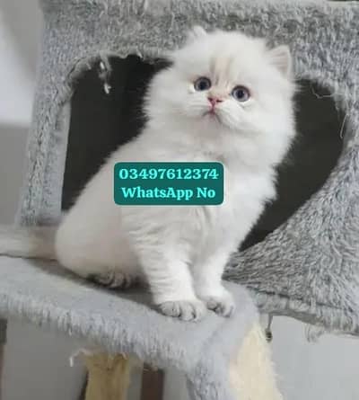 Persian cat for sale 2 month Age