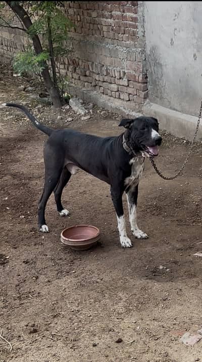 Bully dog