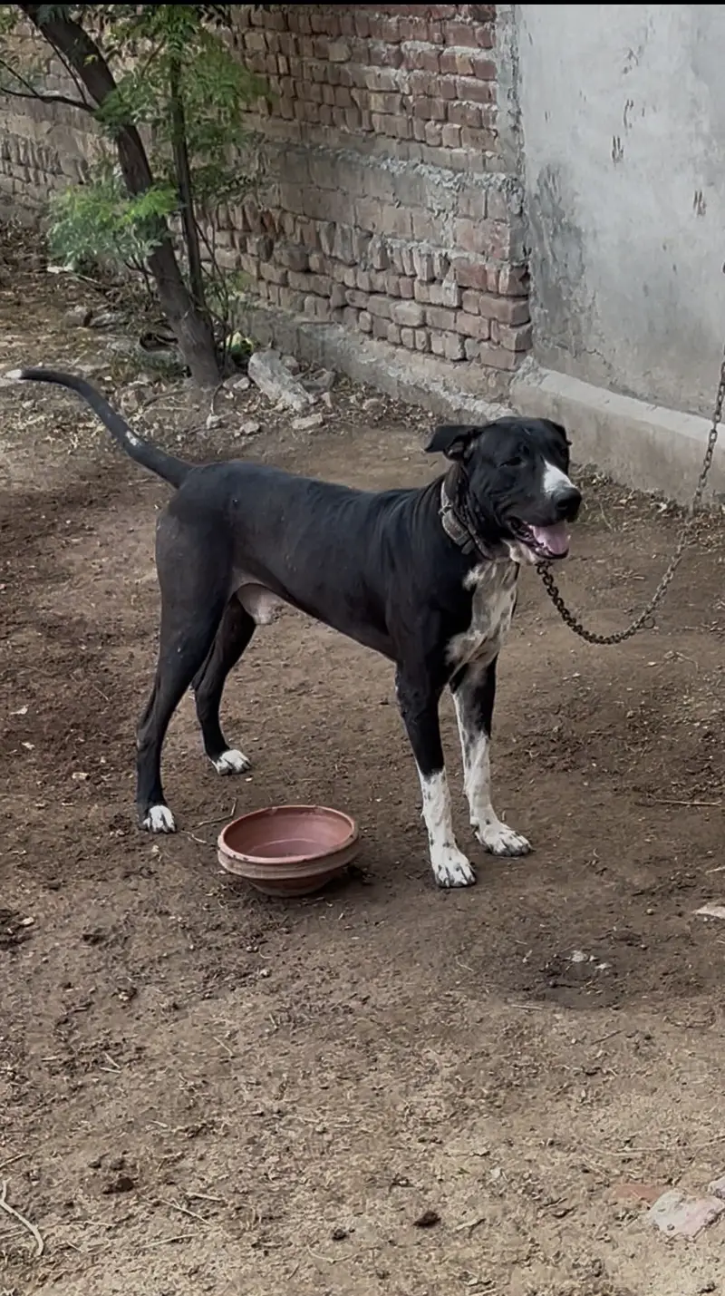 Bully dog