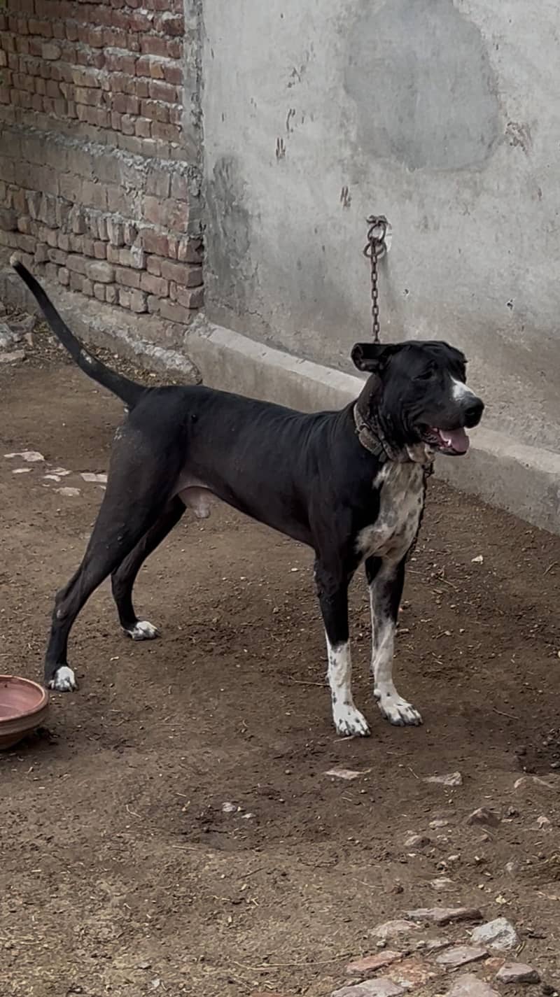 Bully dog 1