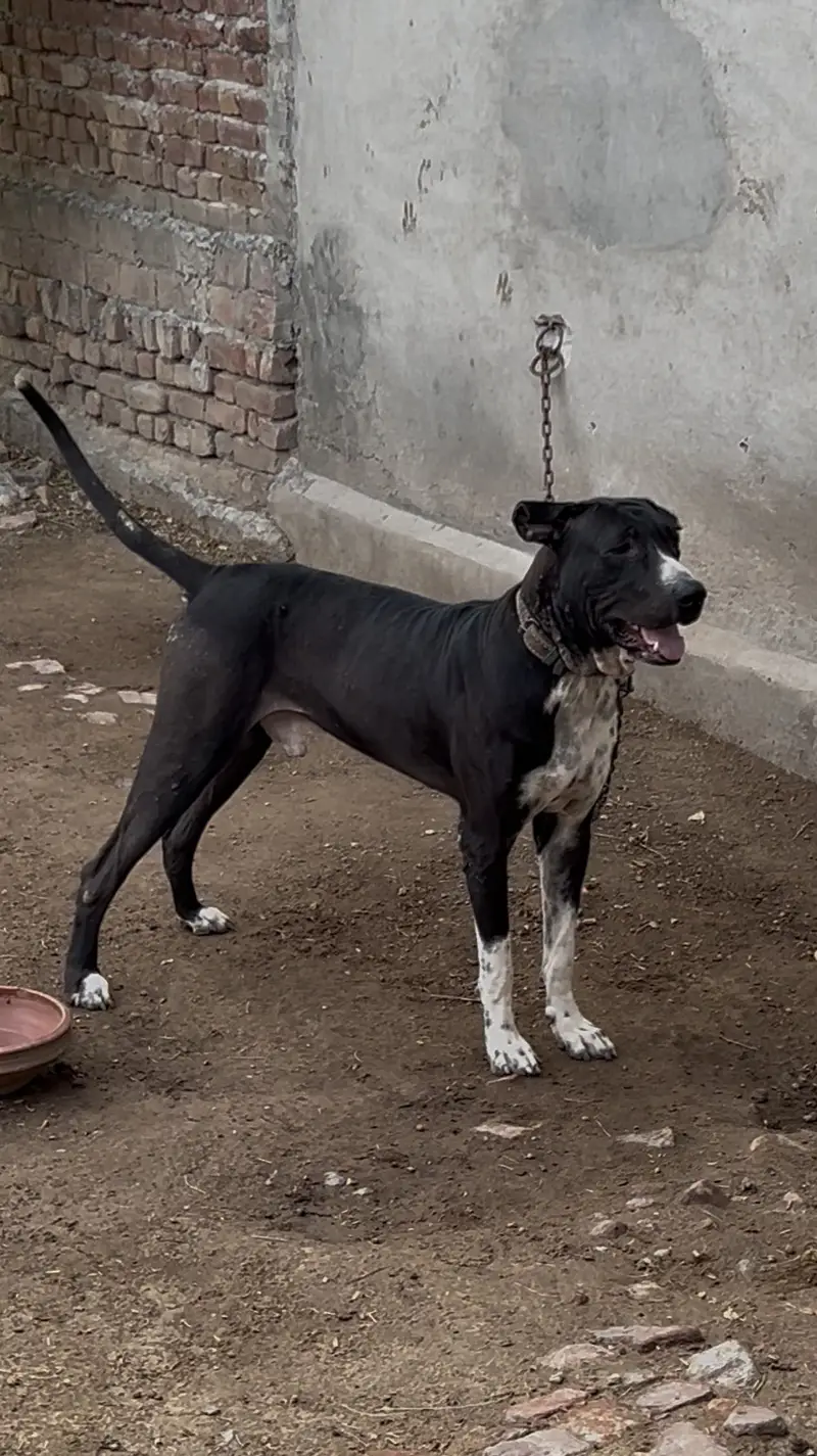 Bully dog — photo 2