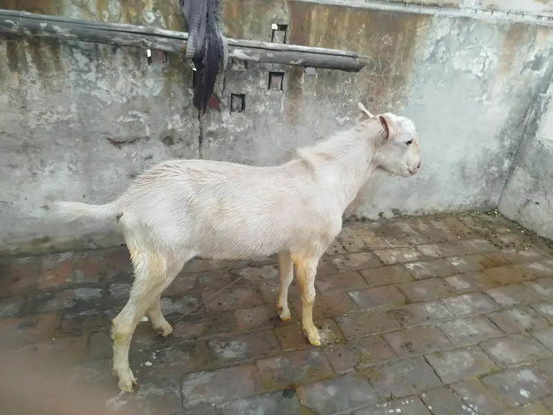 bakra for sale