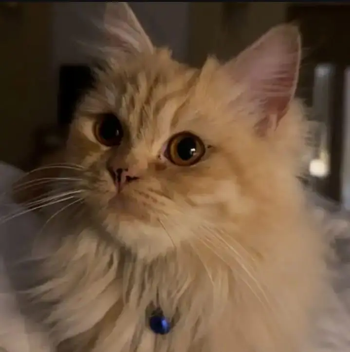 pure persian cat