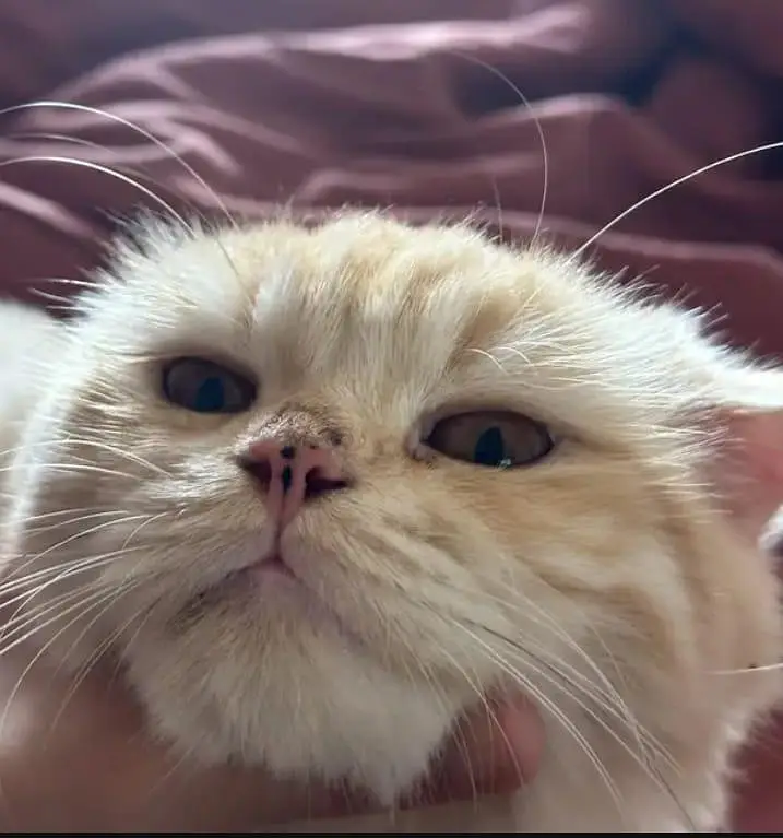 pure persian cat — photo 2