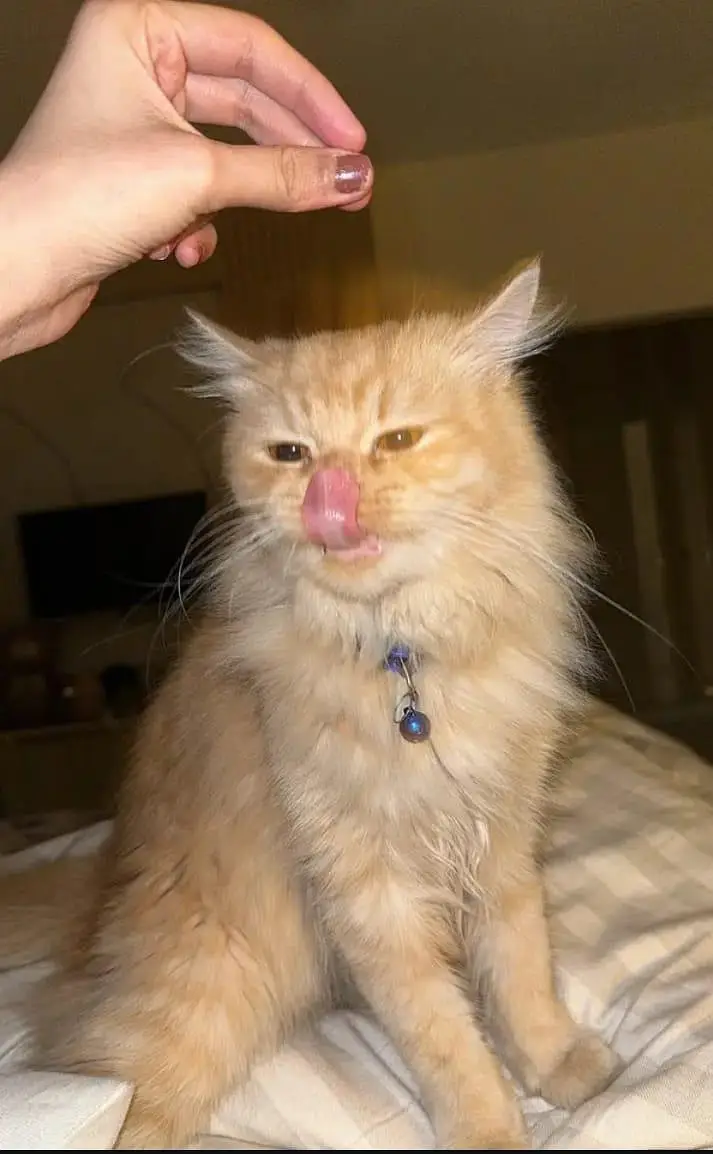 pure persian cat — photo 3