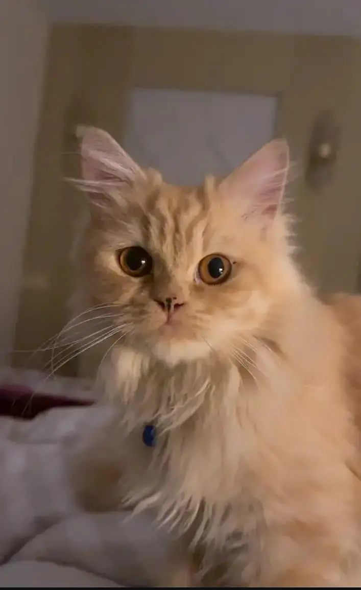 pure persian cat — photo 4