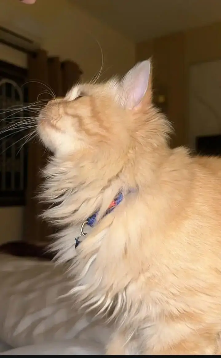 pure persian cat — photo 5