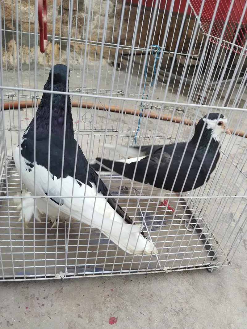 pigeon for sale