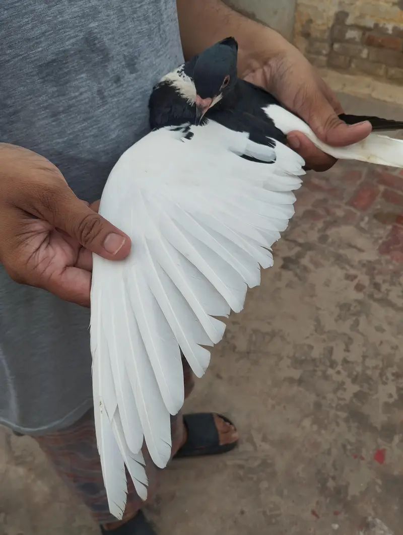 pigeon for sale — photo 2
