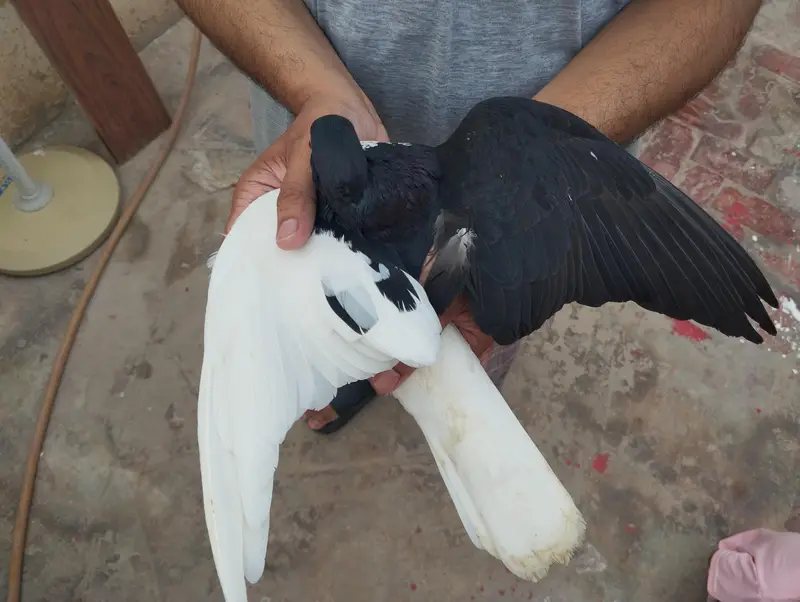 pigeon for sale — photo 3