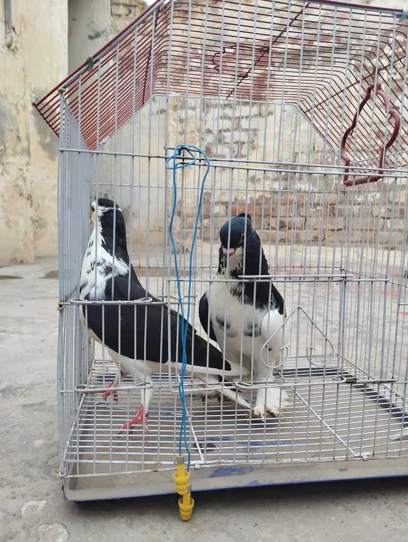 pigeon for sale — photo 4
