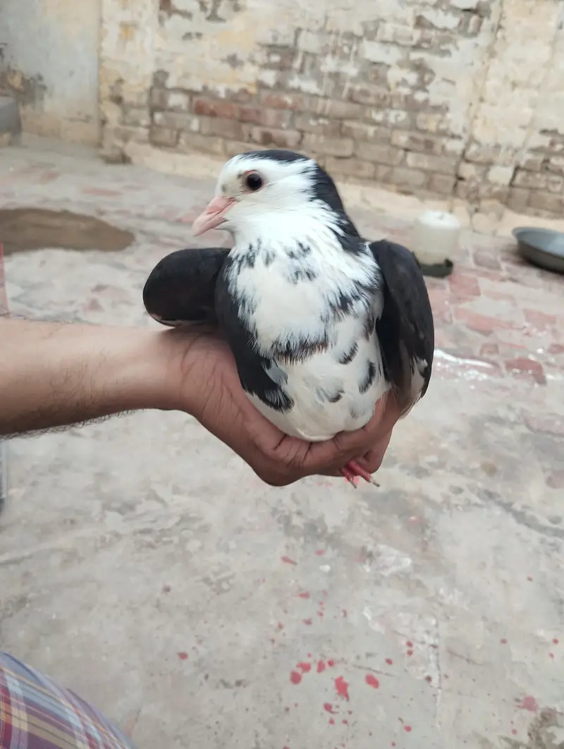 pigeon for sale — photo 5