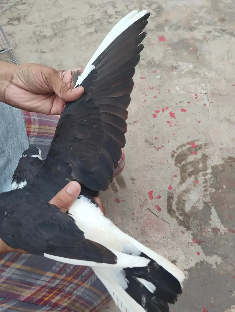 pigeon for sale — photo 6