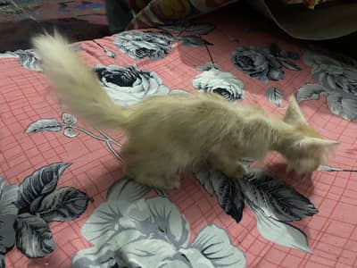 Very active and playfull cat