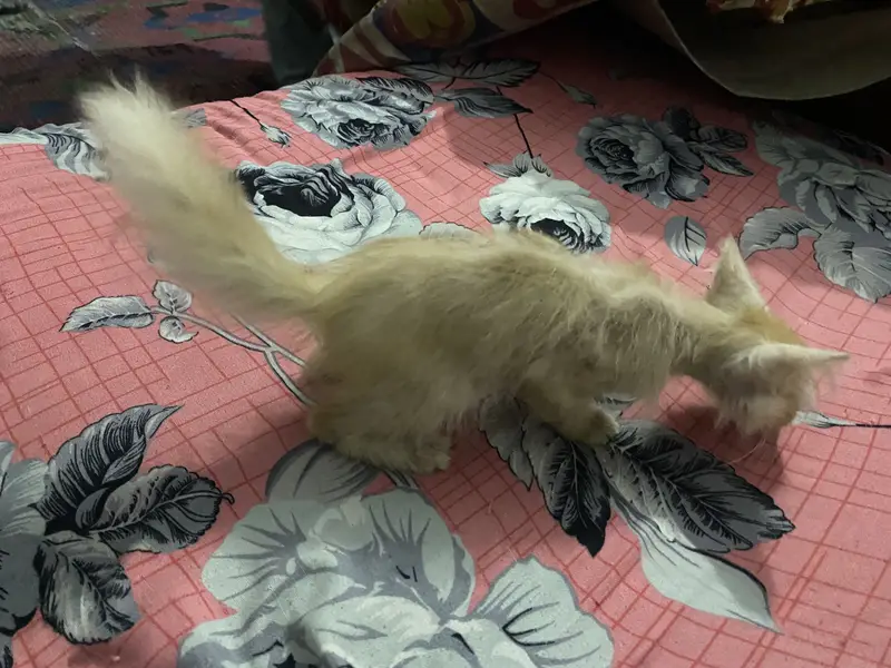 Very active and playfull cat