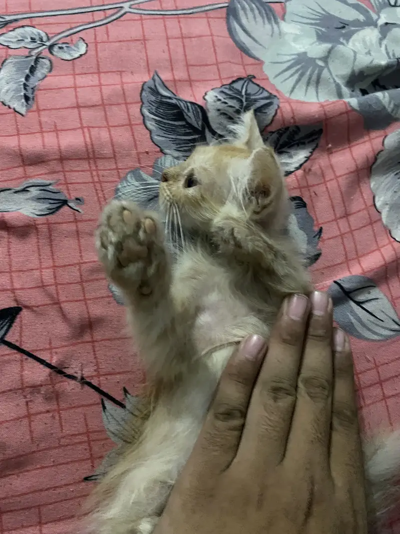 Very active and playfull cat — photo 2