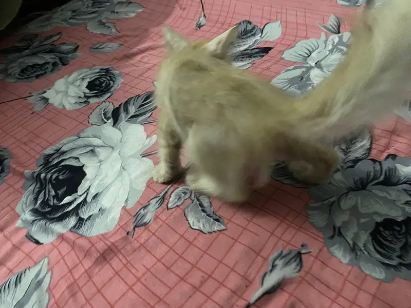 Very active and playfull cat — photo 3