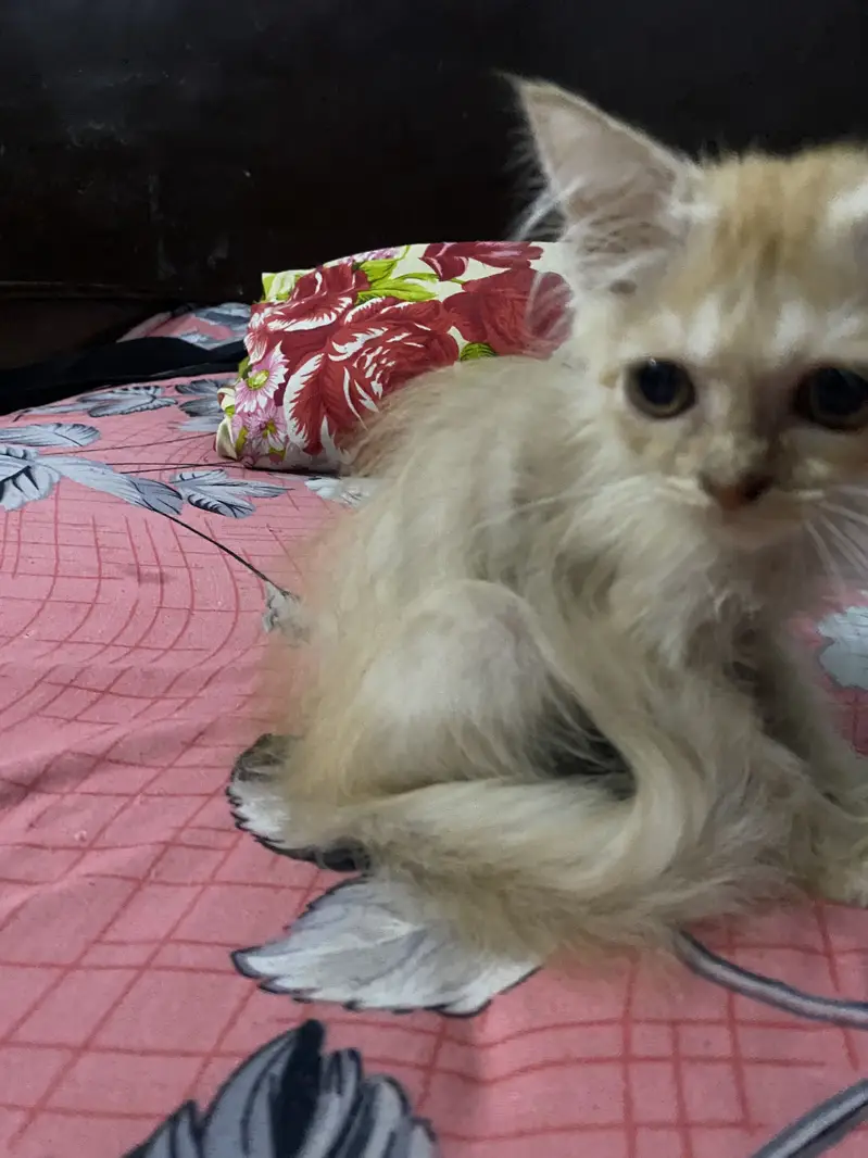 Very active and playfull cat — photo 4