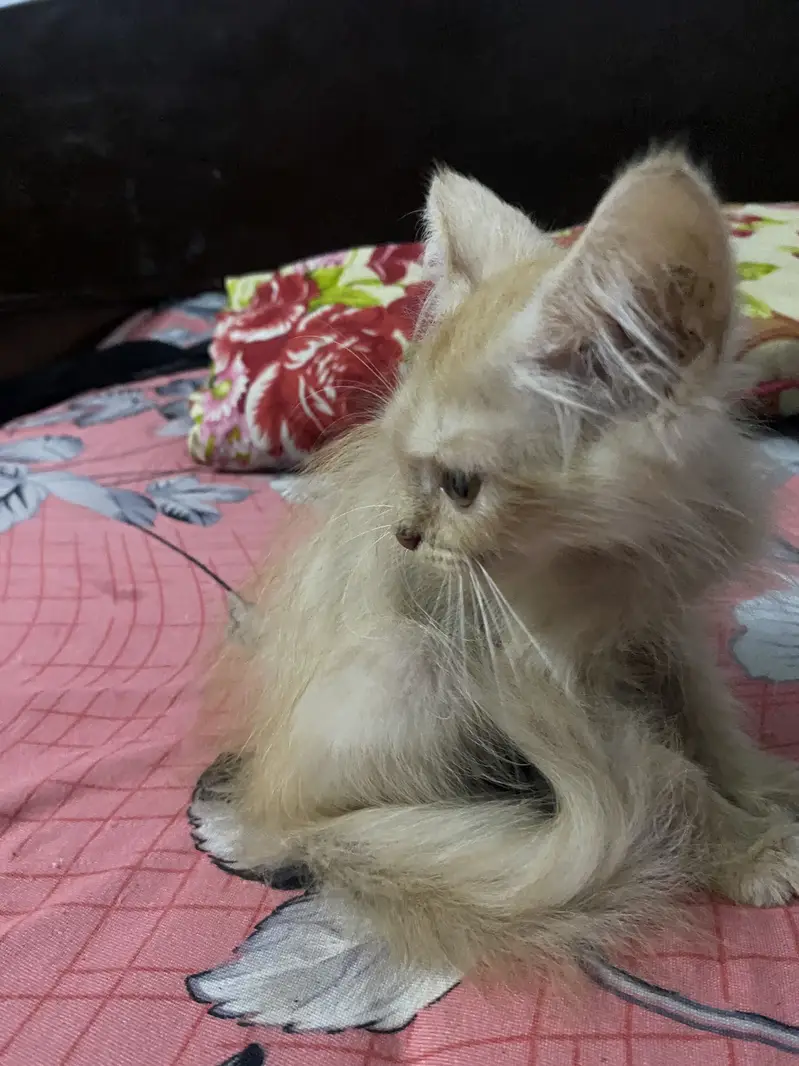 Very active and playfull cat — photo 5
