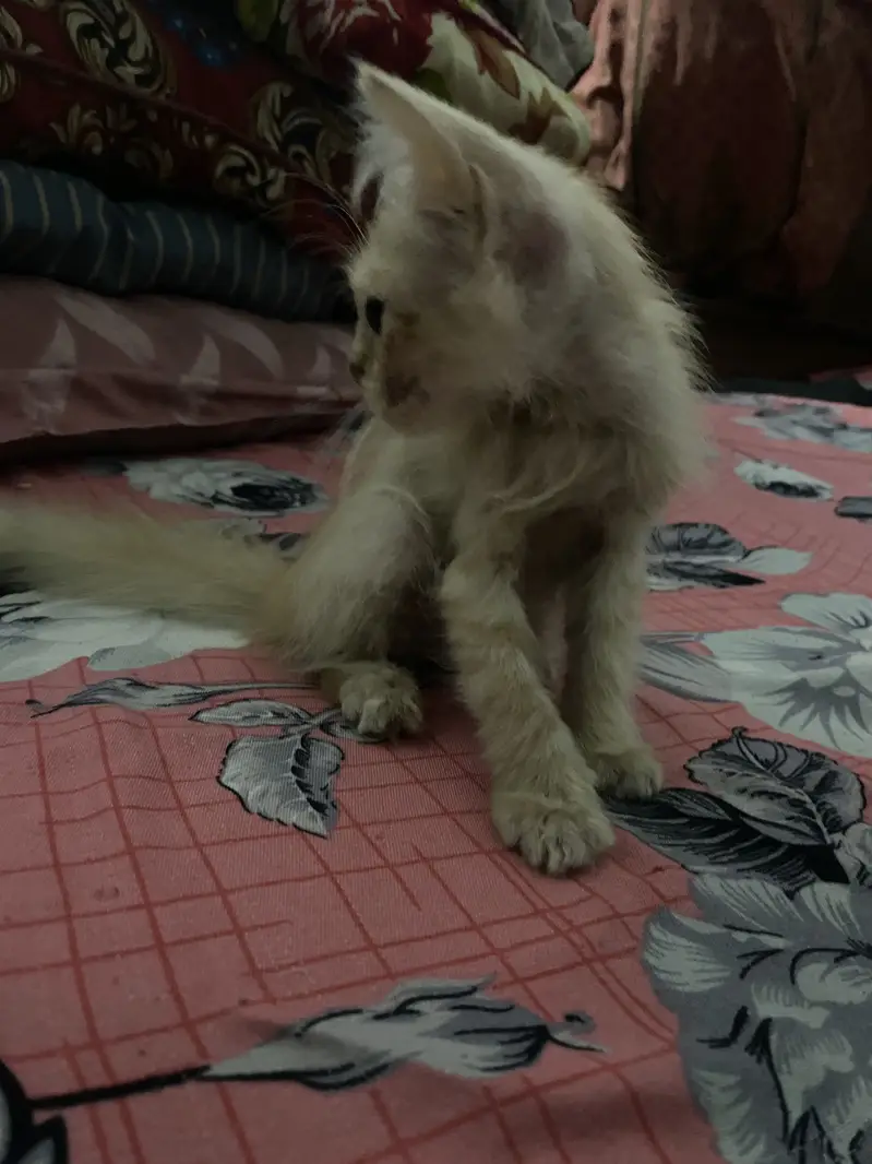 Very active and playfull cat — photo 6