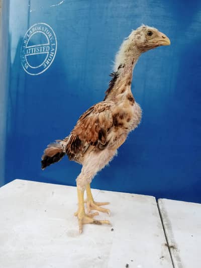 Quality Japanese Shamo Chicks 03224964486
