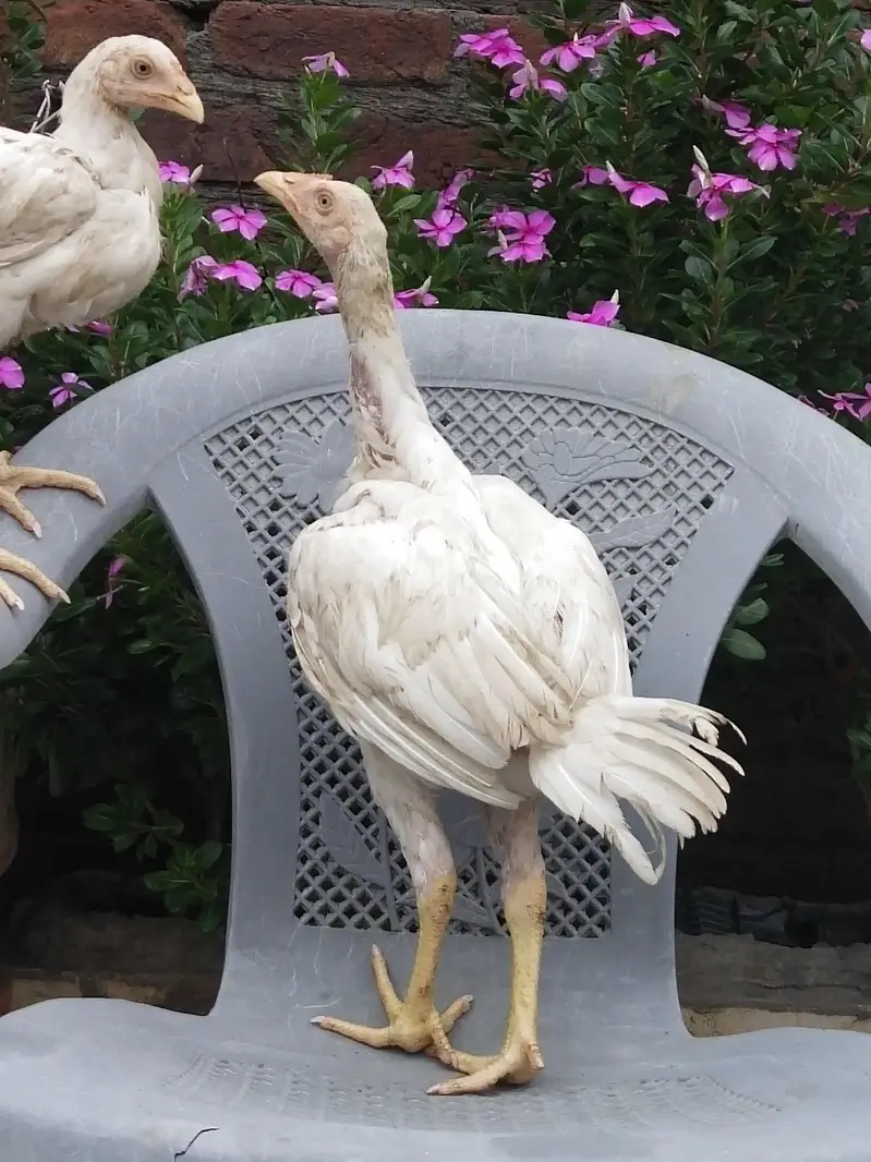 ASEEL WHITE ROASTER PATHAY AVAILABLE — photo 2
