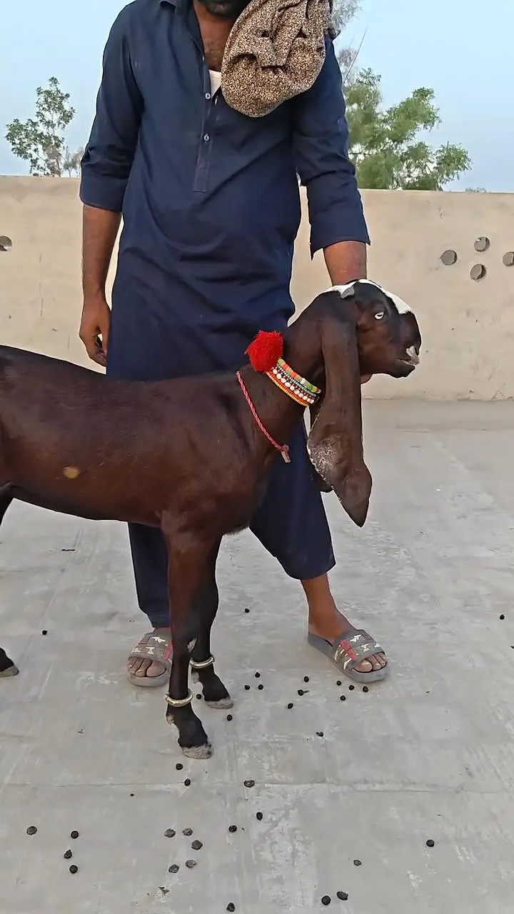 Desi Bakri For Sale __ 03265448901