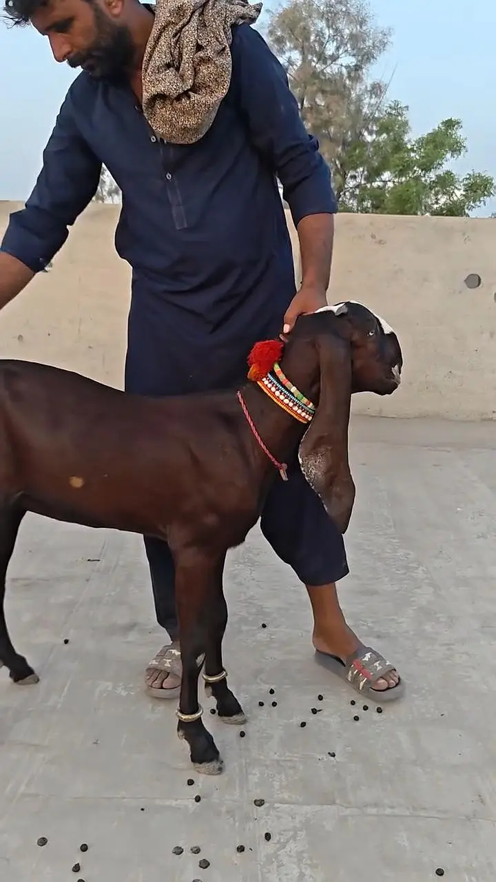Desi Bakri For Sale __ 03265448901 — photo 2