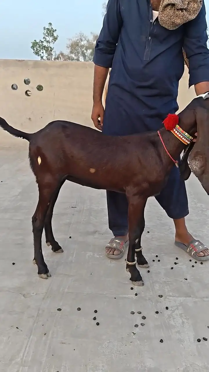 Desi Bakri For Sale __ 03265448901 — photo 3